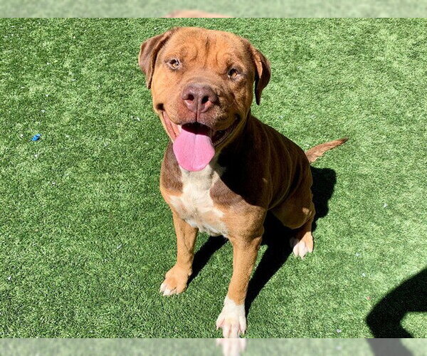 Medium Photo #1 Mastiff-Unknown Mix Puppy For Sale in Moreno Valley, CA, USA