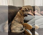 Small Plott Hound