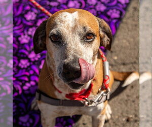 Walter - Male Mutt Dog for Adoption - Photo #4