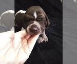 Small Photo #14 German Shorthaired Pointer Puppy For Sale in SAINT GEORGE, SC, USA