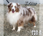 Small Photo #1 Miniature Australian Shepherd Puppy For Sale in FORESTBURG, TX, USA