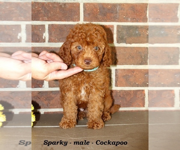 Medium Photo #1 Cockapoo (Miniature) Puppy For Sale in CLARKRANGE, TN, USA