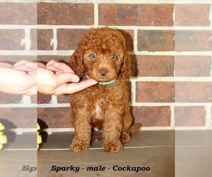 Cockapoo (Miniature) Puppy for sale in CLARKRANGE, TN, USA