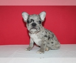 Puppy 1 French Bulldog
