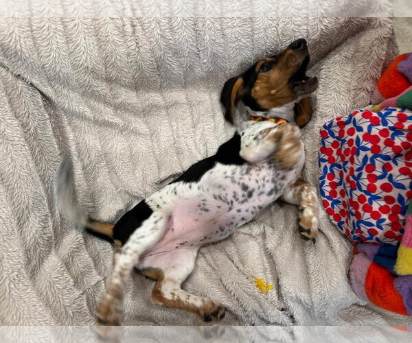 Medium Photo #4 Basset Hound Puppy For Sale in Carrollton, TX, USA