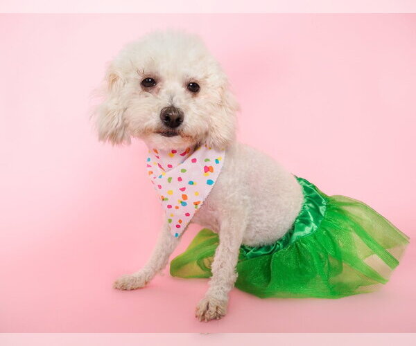 Medium Photo #2 Poochon Puppy For Sale in Phoenix, AZ, USA