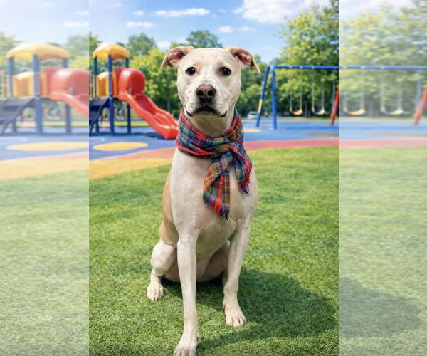 Medium Photo #5 Pointer-Unknown Mix Puppy For Sale in Euless, TX, USA