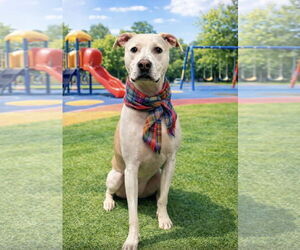 McFuffin - Male Pointer-Unknown Mix Dog for Adoption - Photo #5