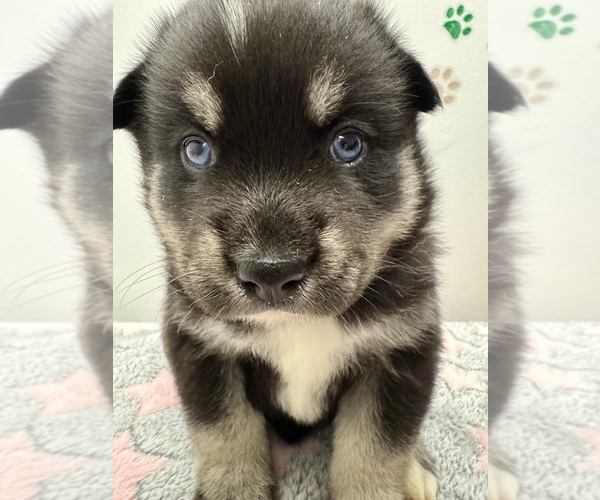 Medium Photo #18 Pomsky-Shiba Inu Mix Puppy For Sale in NASHUA, NH, USA