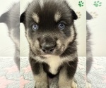 Small Photo #18 Pomsky-Shiba Inu Mix Puppy For Sale in NASHUA, NH, USA