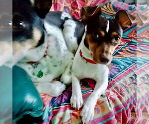 Rat Terrier Dog for Adoption in Atlanta, Georgia USA