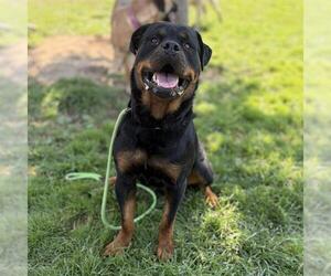 Rottweiler Dogs for adoption in Modesto, CA, USA
