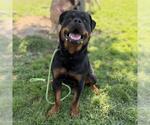 Small Rottweiler