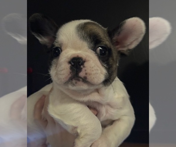 Medium Photo #1 French Bulldog Puppy For Sale in SALEM, OR, USA