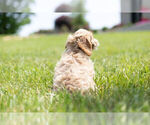 Small Photo #14 Cocker Spaniel-Poodle (Miniature) Mix Puppy For Sale in WARSAW, IN, USA