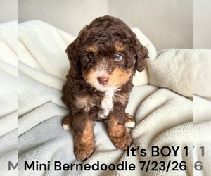 Bernedoodle-Poodle (Miniature) Mix Puppy for sale in MONTPELIER, OH, USA