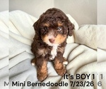 Image preview for Ad Listing. Nickname: Litter of 3