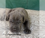 Small Photo #2 Neapolitan Mastiff Puppy For Sale in WASHBURN, MO, USA