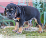 Small #3 Jug-Treeing Walker Coonhound Mix