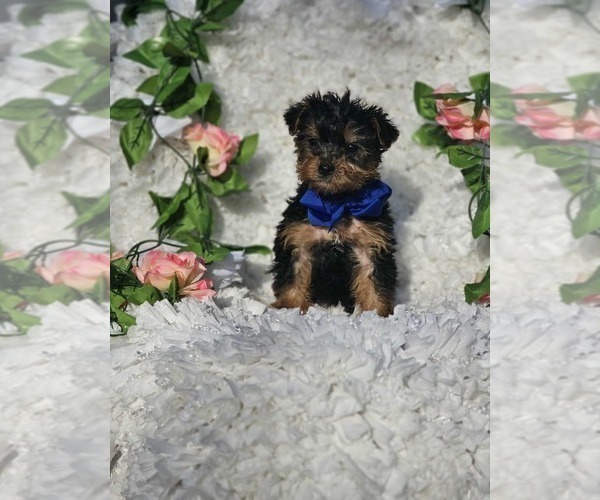 Medium Photo #1 Yorkshire Terrier Puppy For Sale in INDIANAPOLIS, IN, USA