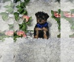 Image preview for Ad Listing. Nickname: Timmy