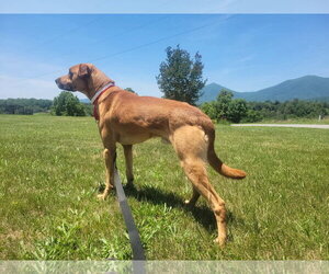 Loki: Not at the shelter (Tiffany) - Male German Shepherd Dog-Redbone Coonhound Mix Dog for Adoption - Photo #3