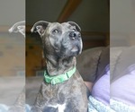 Small Mutt