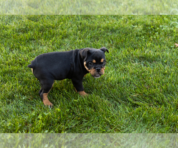 Medium Photo #5 English Bulldog-Olde English Bulldogge Mix Puppy For Sale in MILFORD, IN, USA