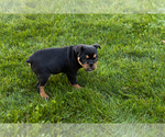 Small #4 English Bulldog-Olde English Bulldogge Mix