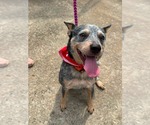 Small Mutt