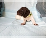 Small Photo #1 German Shorthaired Pointer Puppy For Sale in BLUE SPRINGS, MS, USA
