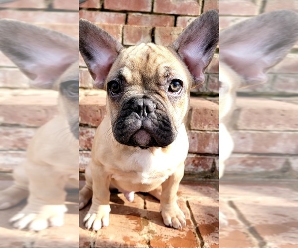 Medium Photo #8 French Bulldog Puppy For Sale in HUDDLESTON, VA, USA