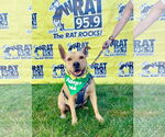 Small #3 American Pit Bull Terrier Mix