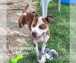 Small #1 American Pit Bull Terrier