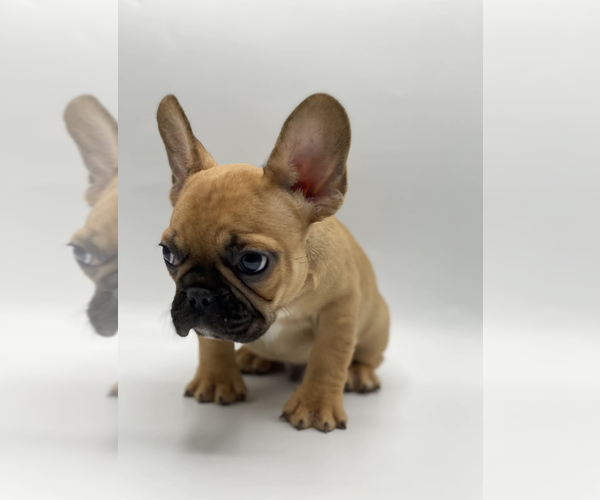 Full screen Photo #3 French Bulldog Puppy For Sale in CHICAGO, IL, USA