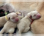 Small Photo #2 Labrador Retriever Puppy For Sale in MENTONE, CA, USA