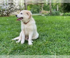 Border Collie-Golden Retriever Mix Puppy for sale in LANCASTER, PA, USA