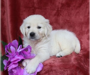 English Cream Golden Retriever Puppy for sale in FREDERICKSBG, OH, USA