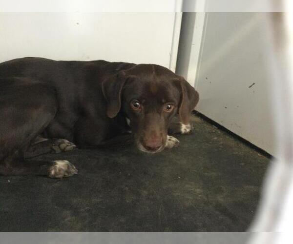 Medium Photo #1 Beagle-Unknown Mix Puppy For Sale in Riverside, CA, USA