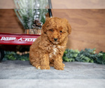 Puppy Casey Poodle (Miniature)