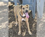 Small #3 American Pit Bull Terrier Mix