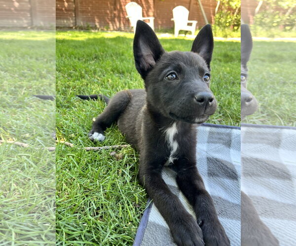 Medium Photo #2 Mutt Puppy For Sale in Sandy, UT, USA
