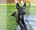 Small #1 Mutt
