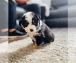 Small Photo #3 Miniature Australian Shepherd Puppy For Sale in BLACK FOREST, CO, USA