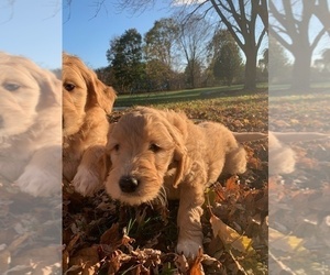Goldendoodle Puppy for sale in EASTON, MA, USA