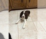 Puppy Chocolate chip English Springer Spaniel