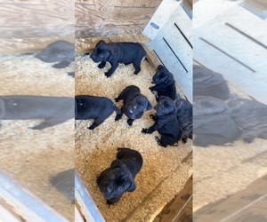 Cane Corso Puppy for Sale in MODESTO, California USA