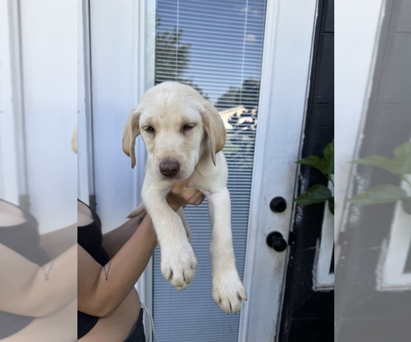 Medium Photo #2 Labrador Retriever Puppy For Sale in DAVENPORT, FL, USA