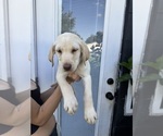 Small #1 Labrador Retriever