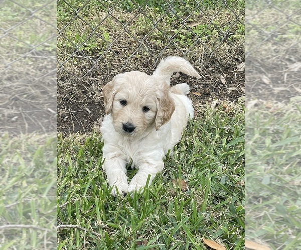 Full screen Photo #1 Goldendoodle Puppy For Sale in FREEPORT, TX, USA